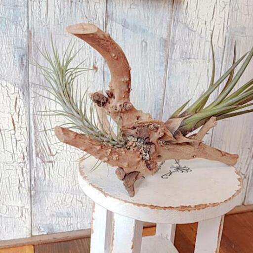 観葉植物 エアープランツ チランジア 流木付 ゆっぴー 亀有のその他の中古あげます 譲ります ジモティーで不用品の処分 観葉植物 エアープランツ チランジア 流木付 ゆっぴー 亀有のその他の中古あげます 譲ります ジモティーで不用品の処分