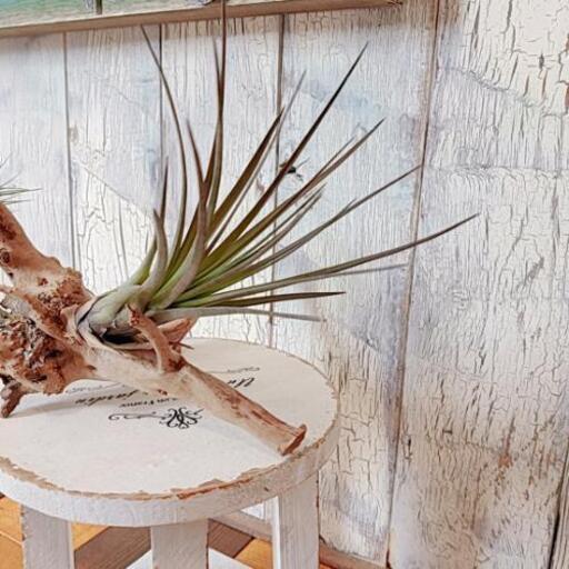 観葉植物 エアープランツ チランジア 流木付 ゆっぴー 亀有のその他の中古あげます 譲ります ジモティーで不用品の処分