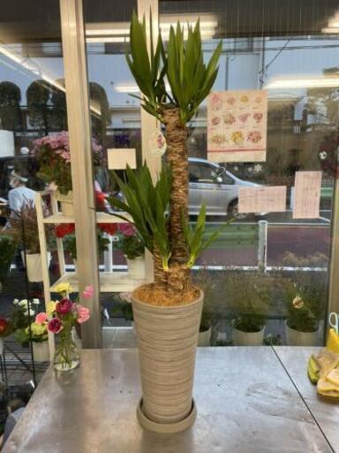ユッカ　観葉植物　110