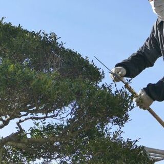 見積無料 お庭の木々の剪定や草刈り等のお手入れは花房庭園にお任せください 花房庭園 鴻巣の剪定 造園の無料広告 無料掲載の掲示板 ジモティー 見積無料 お庭の木々の剪定や草刈り等のお手入れは花房庭園にお任せください 花房庭園 鴻巣の剪定 造園の無料広告 無料掲載の掲示板 ジモティー