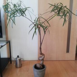 観葉植物　ボトルツリー