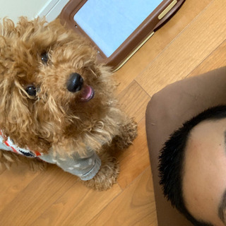 神奈川県 横浜市の犬の里親募集 ジモティー