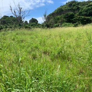 草刈り、定期的な除草剤撒き - 那覇市