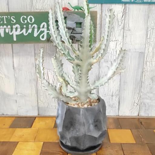 【観葉植物】ホワイトゴースト　受皿付