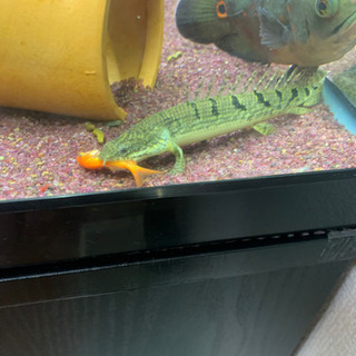 ブラックアロワナ　ポリプテルスラプエン　ポリプテルスデルヘッジ