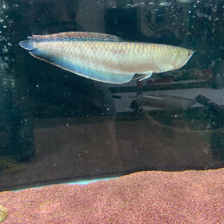 ブラックアロワナ　ポリプテルスラプエン　ポリプテルスデルヘッジ