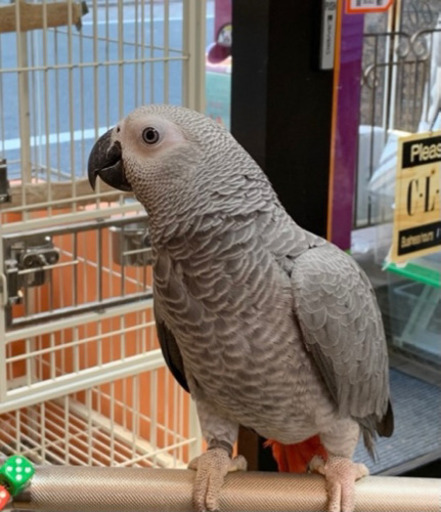 インコの仲間のヨウムと言う鳥を目撃した方お知らせください Mi 洗足池の手伝って 助けての助け合い ジモティー