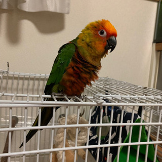 ナナイロメキシコインコ