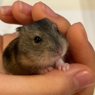 ハムスターの赤ちゃんの里親募集🐹