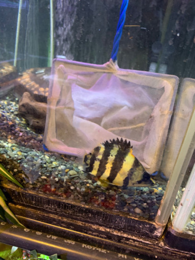 ニューギニアダトニオ　商談中
