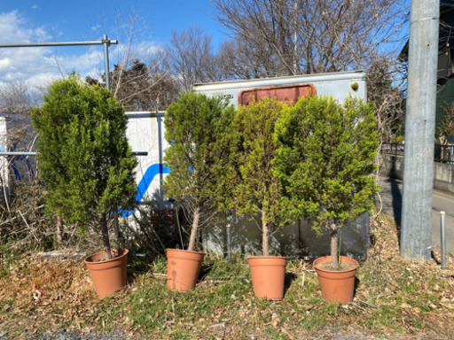 観葉植物 ツリー木植物観葉植物ガーデニングdiy 直接取引 カイテキング 東所沢の家具の中古あげます 譲ります ジモティーで不用品の処分 観葉植物 ツリー木植物観葉植物ガーデニングdiy 直接取引 カイテキング 東所沢の家具の中古あげます 譲ります ジモティーで不用品の処分