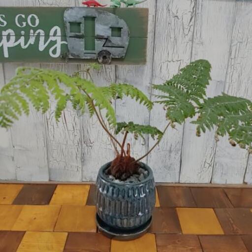 【観葉植物】希少ゴールデンチャウチャウ受皿付