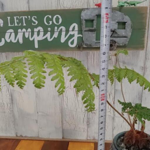 観葉植物】希少ゴールデンチャウチャウ受皿付