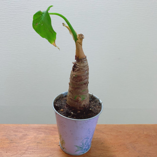 クワズイモ 観葉植物 植物苗 希少 みんみん 三ツ境の生活雑貨の中古あげます 譲ります ジモティーで不用品の処分 クワズイモ 観葉植物 植物苗 希少 みんみん 三ツ境の生活雑貨の中古あげます 譲ります ジモティーで不用品の処分