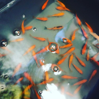 金魚　5匹