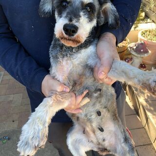 管理no29 ミニチュアシュナウザー バッラ 前橋の犬の里親募集 ジモティー