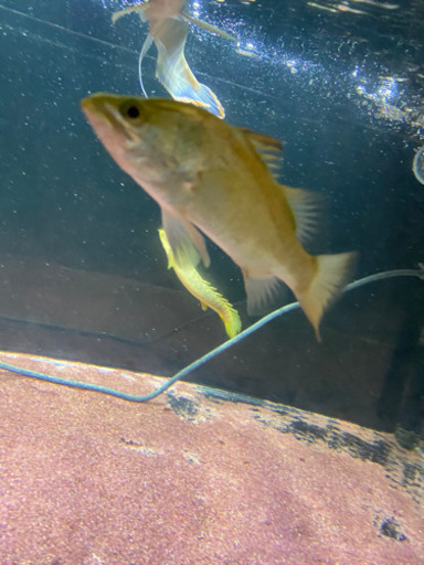 オーストラリアンシーパーチ バラムンディ 熱帯魚 かぼす 南由布のその他の中古あげます 譲ります ジモティーで不用品の処分