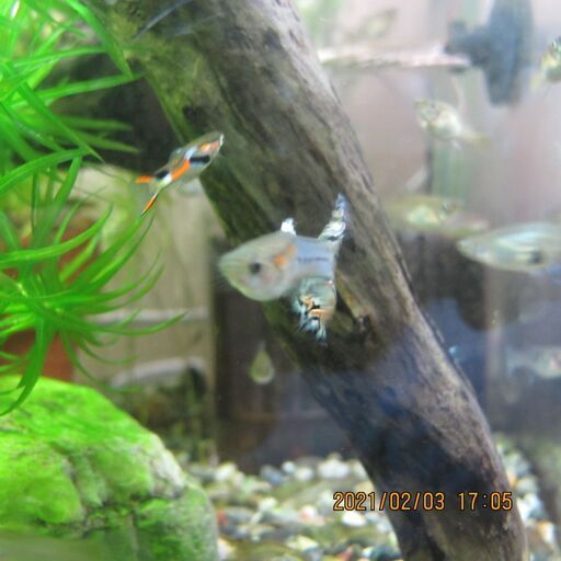 グッピーの稚魚 ガラ 逸見のその他の中古あげます 譲ります ジモティーで不用品の処分 グッピーの稚魚 ガラ 逸見のその他の中古あげます 譲ります ジモティーで不用品の処分