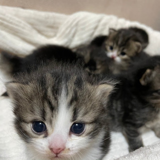 猫カフェ 助け合い ジモティー 猫カフェ 助け合い ジモティー