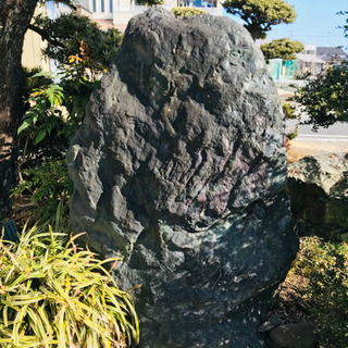 庭石3個、松の木2本 5万円で即決 ただし引き取り限定