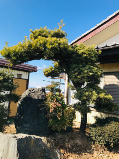 庭石3個、松の木2本　5万円で即決　ただし引き取り限定