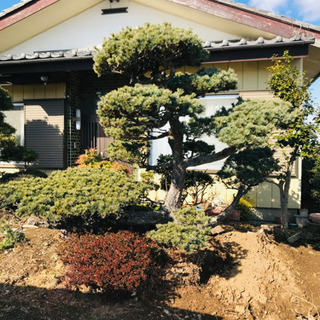 庭石3個、松の木2本　5万円で即決　ただし引き取り限定 庭石3個、松の木2本 5万円で即決 ただし引き取り限定