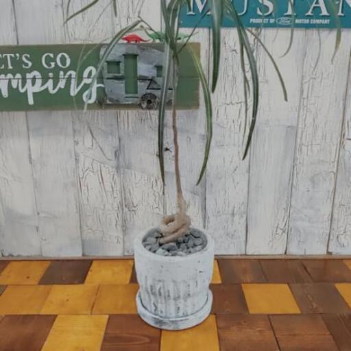 【観葉植物】曲げボトルツリー 受皿付
