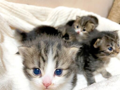 無料の猫カフェ で猫の撮影会 ラガマフィン 堺のその他のイベント参加者募集 無料掲載の掲示板 ジモティー 無料の猫カフェ で猫の撮影会 ラガマフィン 堺のその他のイベント参加者募集 無料掲載の掲示板 ジモティー