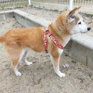 迷い犬　柴犬　飼い主を探しています！　宇治市公園周辺　黄檗駅の画像