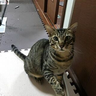 3/28(日)　猫の譲渡会　in　名古屋市瑞穂生涯学習センター - 名古屋市