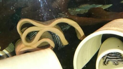 プレコセット♪ インペ、リアル、アルビノ☆