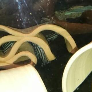 プレコセット♪ インペ、リアル、アルビノ☆