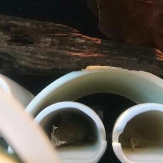 プレコセット♪ インペ、リアル、アルビノ☆