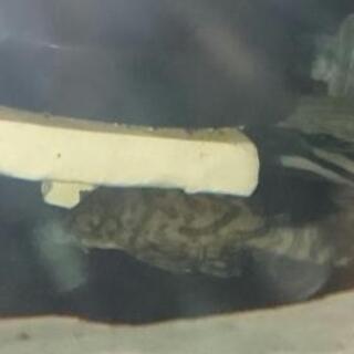 プレコセット♪ インペ、リアル、アルビノ☆