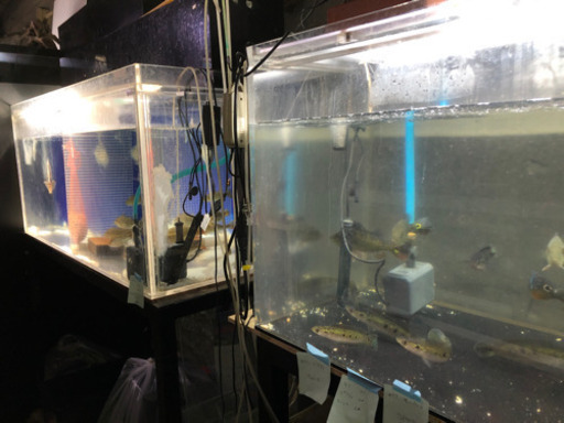 水槽 熱帯魚引取させて頂きます はる 西明石のその他のペットの無料広告 無料掲載の掲示板 ジモティー 水槽 熱帯魚引取させて頂きます はる 西明石のその他のペットの無料広告 無料掲載の掲示板 ジモティー