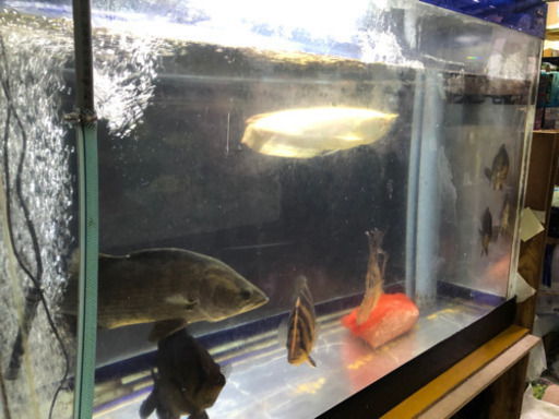 水槽 熱帯魚引取させて頂きます はる 西明石のその他のペットの無料広告 無料掲載の掲示板 ジモティー 水槽 熱帯魚引取させて頂きます はる 西明石のその他のペットの無料広告 無料掲載の掲示板 ジモティー