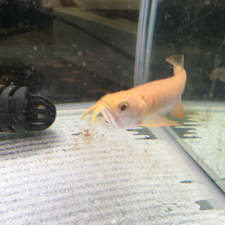 アルビノシルバーアロワナ10〜15