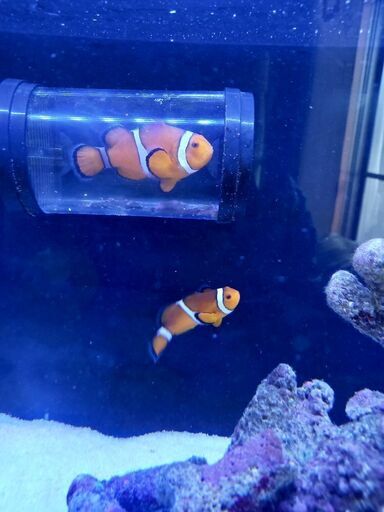 クマノミ ペア 海水魚 ニモ カクレクマノミ Stay Dream 名古屋のその他の中古あげます 譲ります ジモティーで不用品の処分