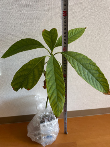 アボカド苗1本500円観葉植物 ひとみん 上福岡のその他の中古あげます 譲ります ジモティーで不用品の処分