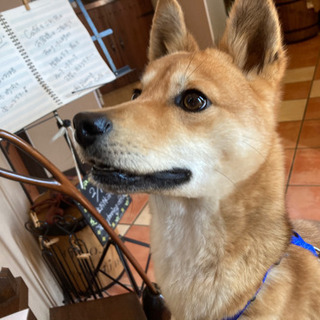 利口で元気いっぱいワンちゃん「ハンド」治療中💉