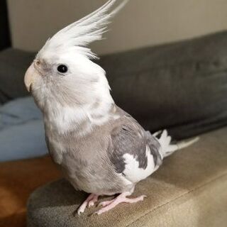 オカメインコを探しています。