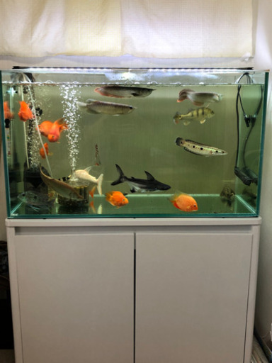 90センチ水槽 90センチ水槽セット