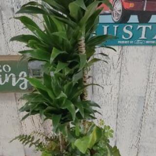 【観葉植物】ドラセナコンパクター 受皿付