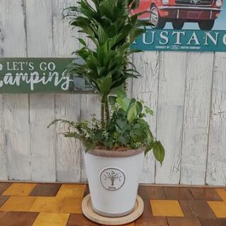 【観葉植物】ドラセナコンパクター 受皿付