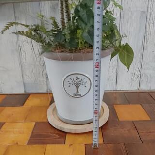 【観葉植物】ドラセナコンパクター 受皿付