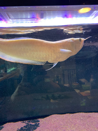 アルビノシルバーアロワナ