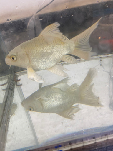 ヒレナガゴイ　ショートボディ　約13センチ