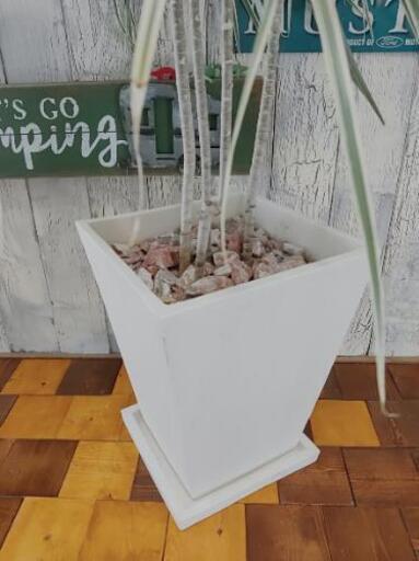 その他 【観葉植物】コンシンネ ホワイトホリー 受皿付