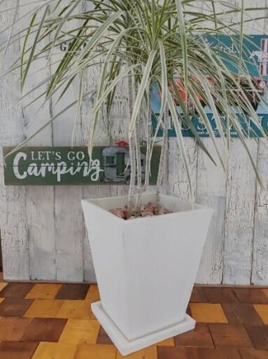 【観葉植物】コンシンネ ホワイトホリー 受皿付