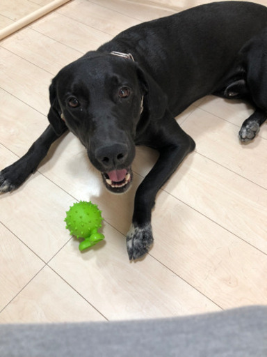 一時募集停止中ミックス犬 ゴールデンレトリーバー ダルメシアン 3歳 みかほ 北名古屋のその他の里親募集 ジモティー